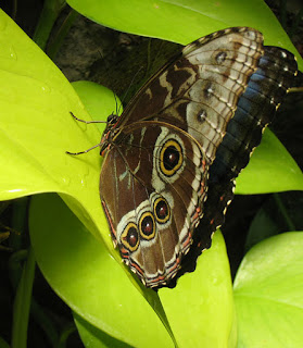 Metamorfose das Borboletas