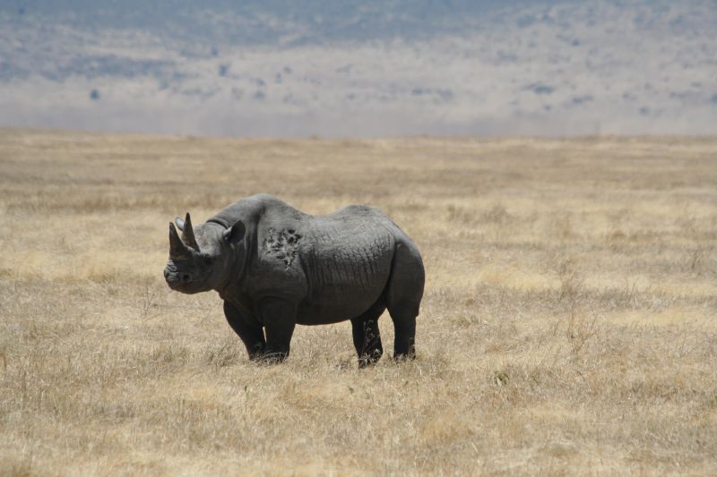 Black rhino Ngorongoro Crater