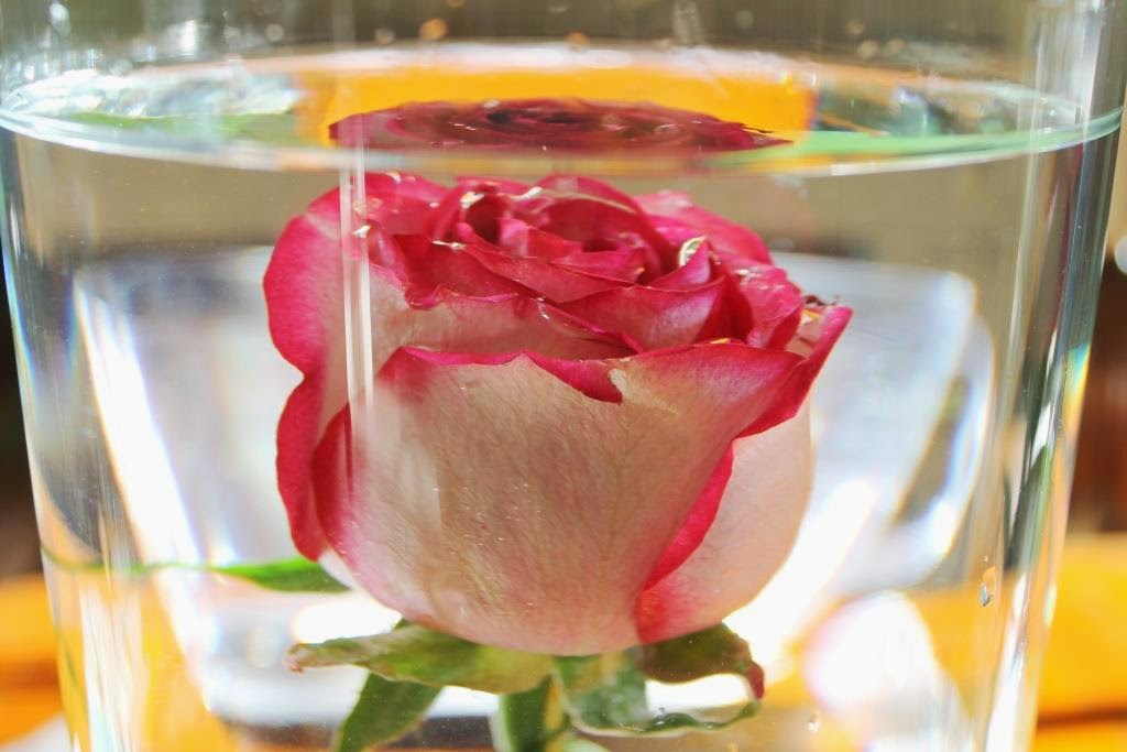 How To Submerge Flowers Miss Kopy Kat