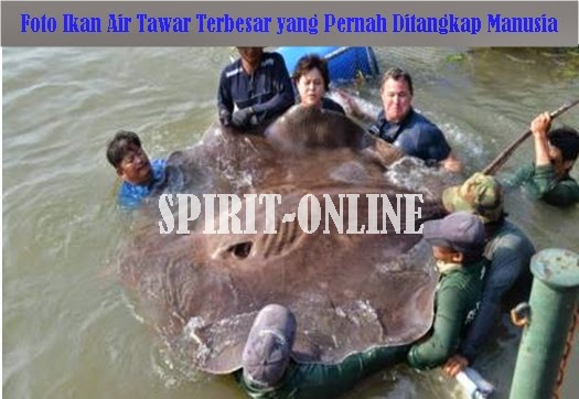 Ikan Air Tawar Terbesar Yang Pernah Ditangkap Manusia