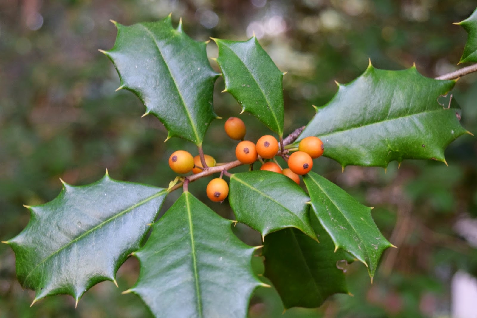 Using Native Plants American Holly