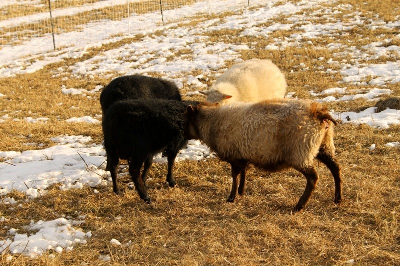 Icelandic ewes huddle with a new ram