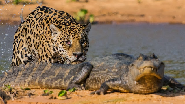 Jaguar Attacks Caiman Crocodile