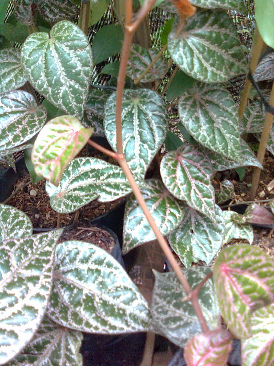 Daun Sirih Merah 8 Manfaat Daun Sirih Merah