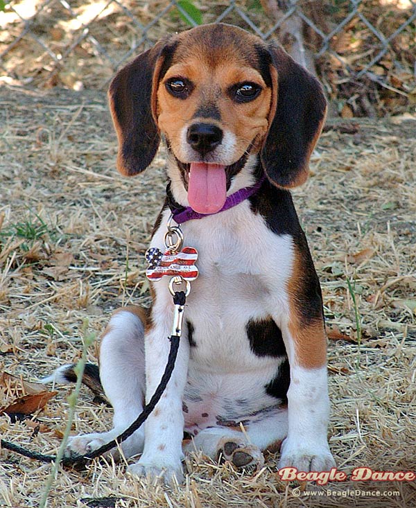 Kopek Resimleri Kopek Cinsleri Beagle Evcil Kopek