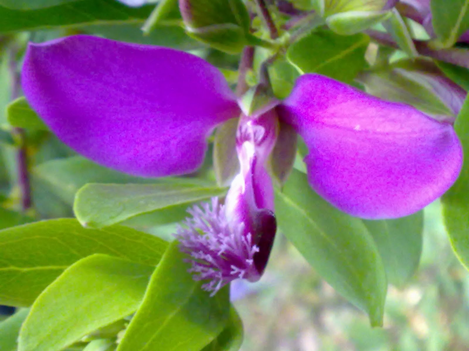 Yellow Spots My Uvula