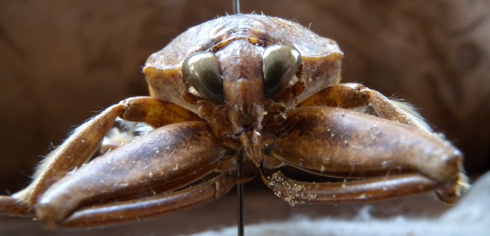 Winnebago Conservation Photography Waiting for Frogs