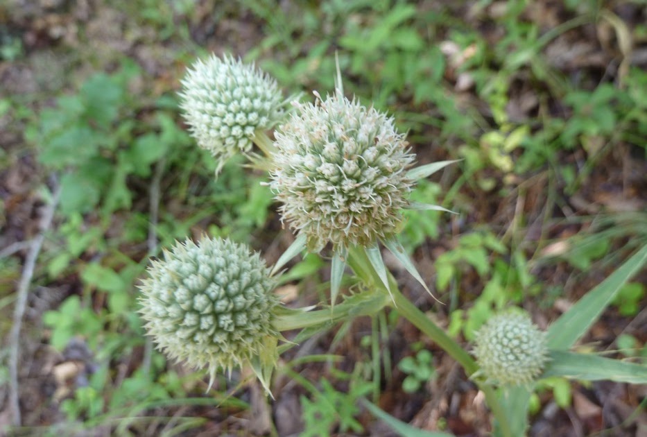 Springfield Plateau Rattlesnake Master