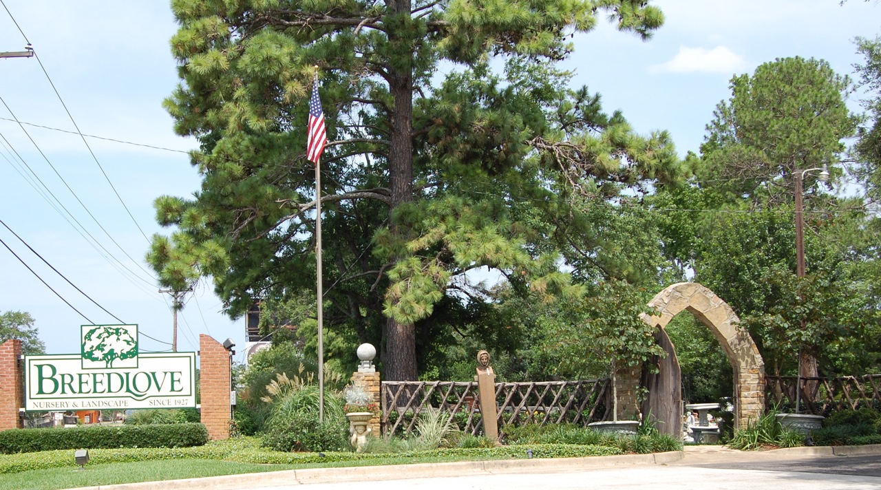 Jeannie's Fairy Rose Louisiana Garden