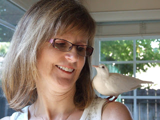 The Rescue Report Ringneck Doves As Pets Guest Post By Cathy Kendall