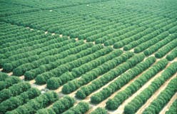 Cropping Pattern Adalah | budidaya pertanian cropping pattern Cropping Pattern Adalah | budidaya pertanian cropping pattern
