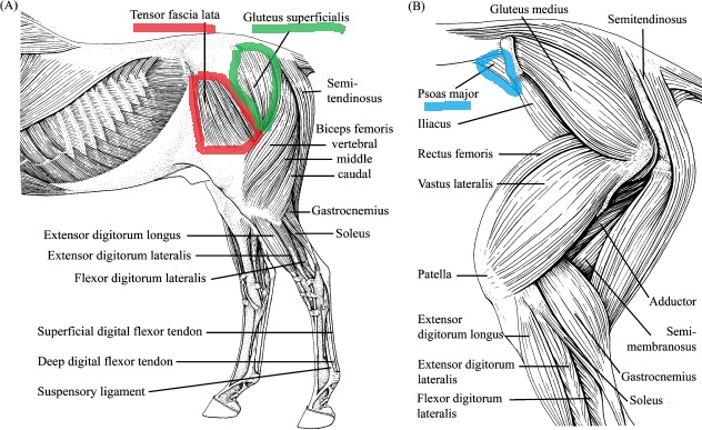 Building Shoulder Muscles In Horses Building Shoulder Muscles In Horses