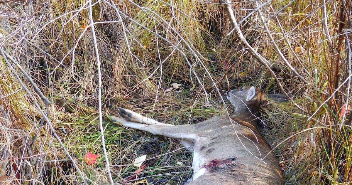 how to a deer tracking born to track how to find deer tracking services in how to a deer tracking born to track how to find deer tracking services in
