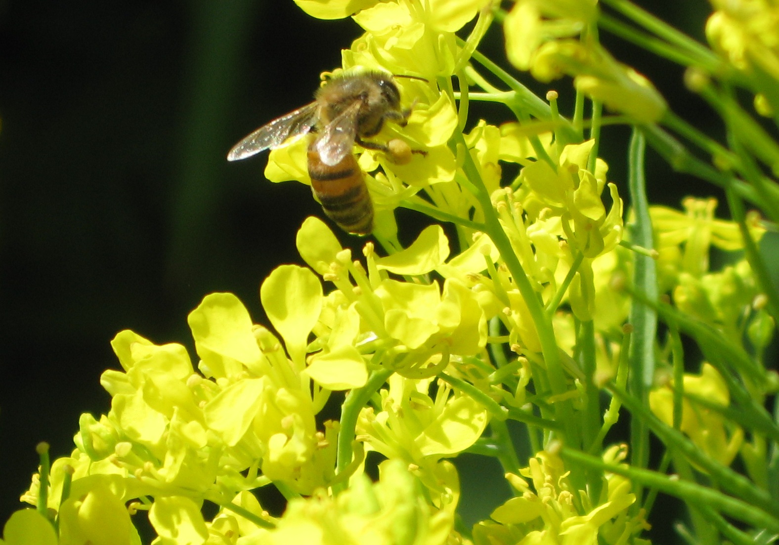 Strathcona Beekeepers Plants Bees Love