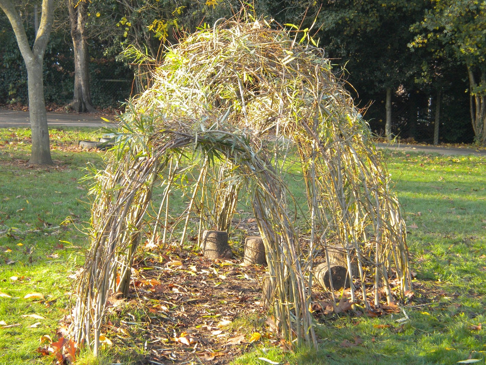 growing health by design willow weaving