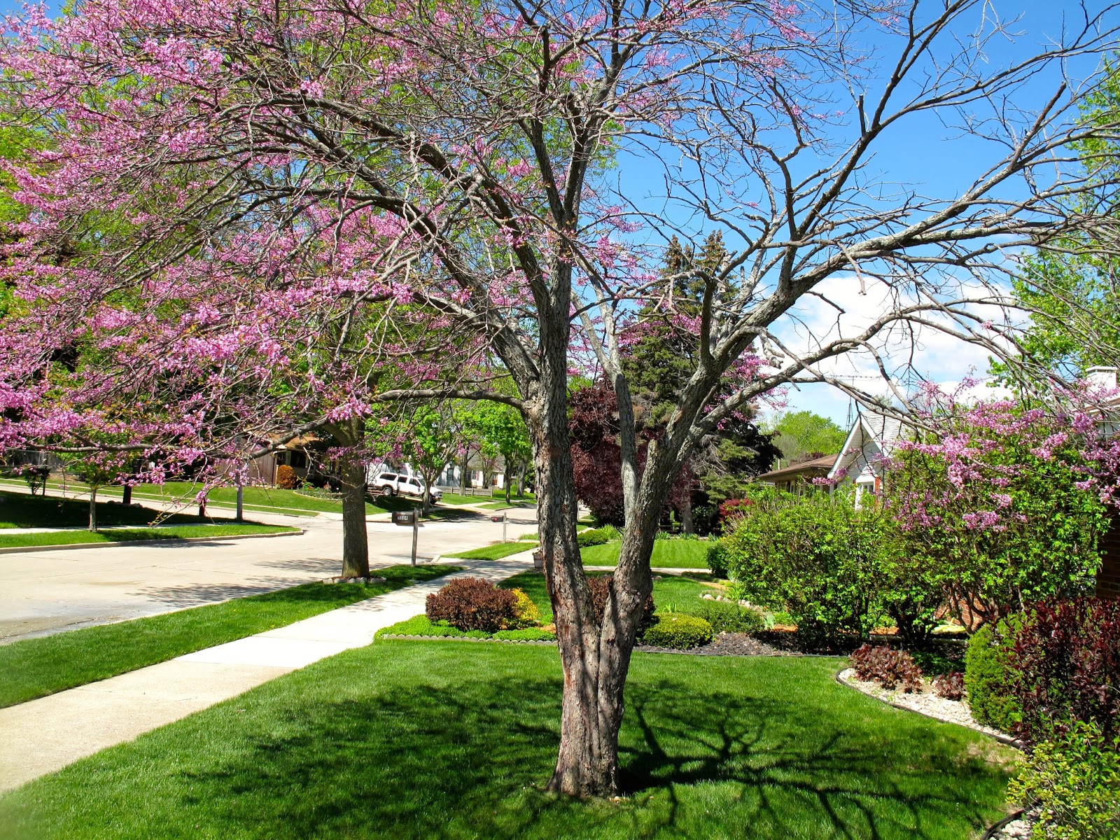 Cheerful Thrifty Door My Redbud Tree