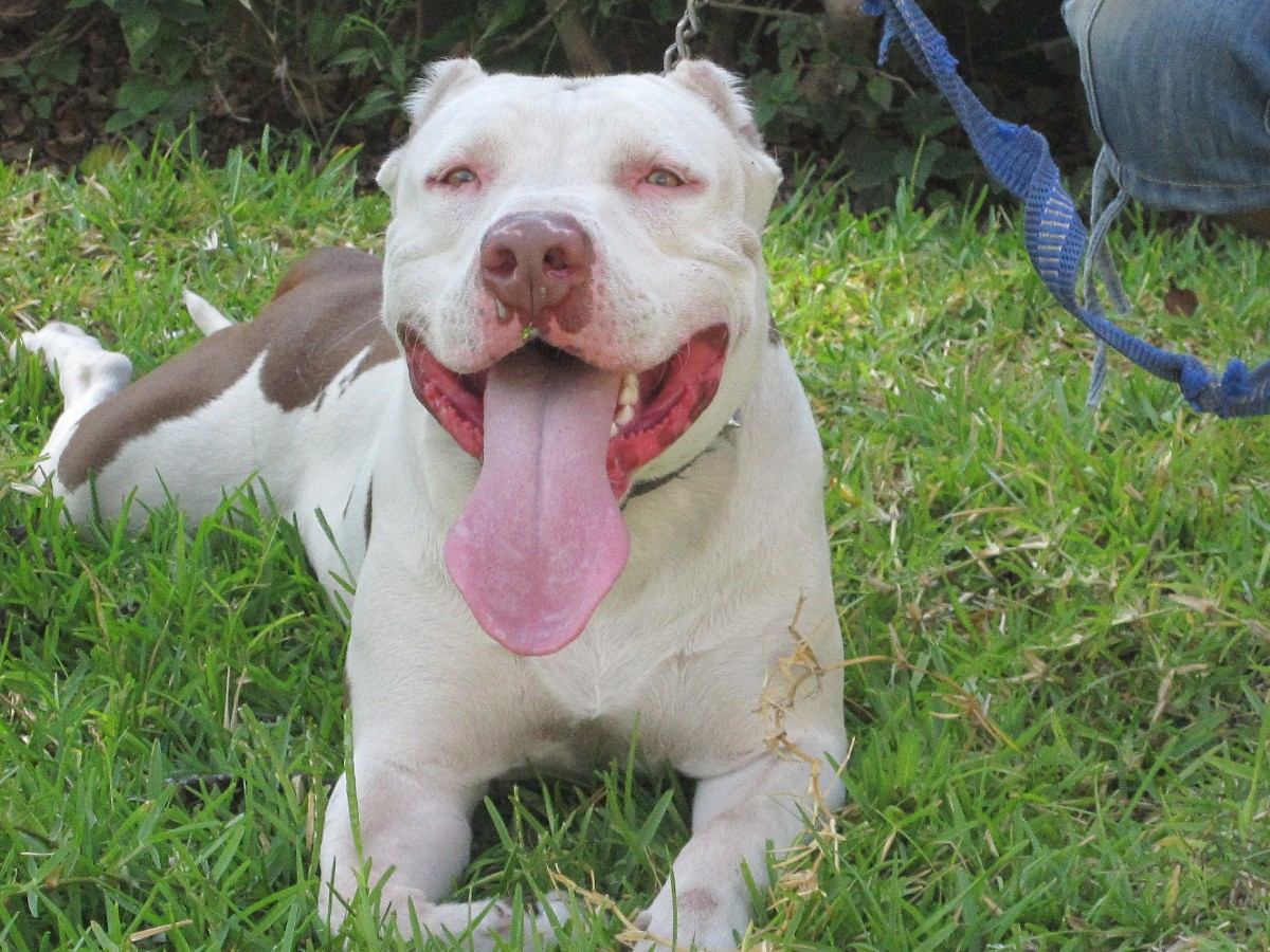 pitbull perro de moda en mexico(pitbull dog fashion mexico