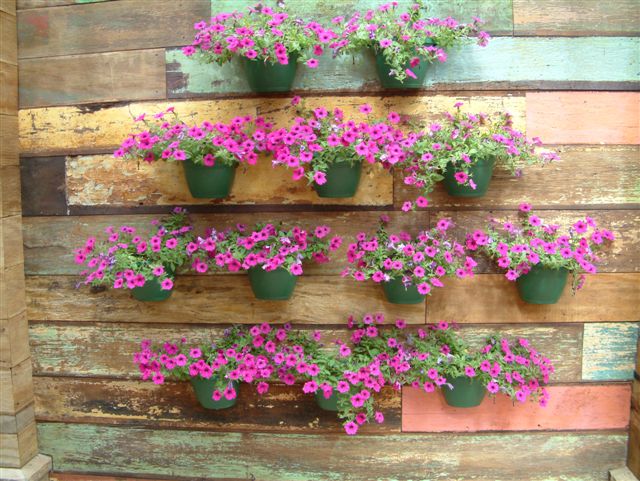 jardim vertical ideias:Plantas Para Jardim Vertical jardim vertical ideias:Plantas Para Jardim Vertical