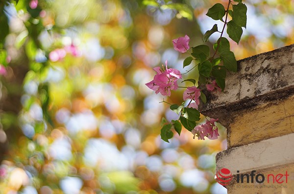 [Image: hoa-giay-no-ro-o-Nha-Trang-8.JPG]