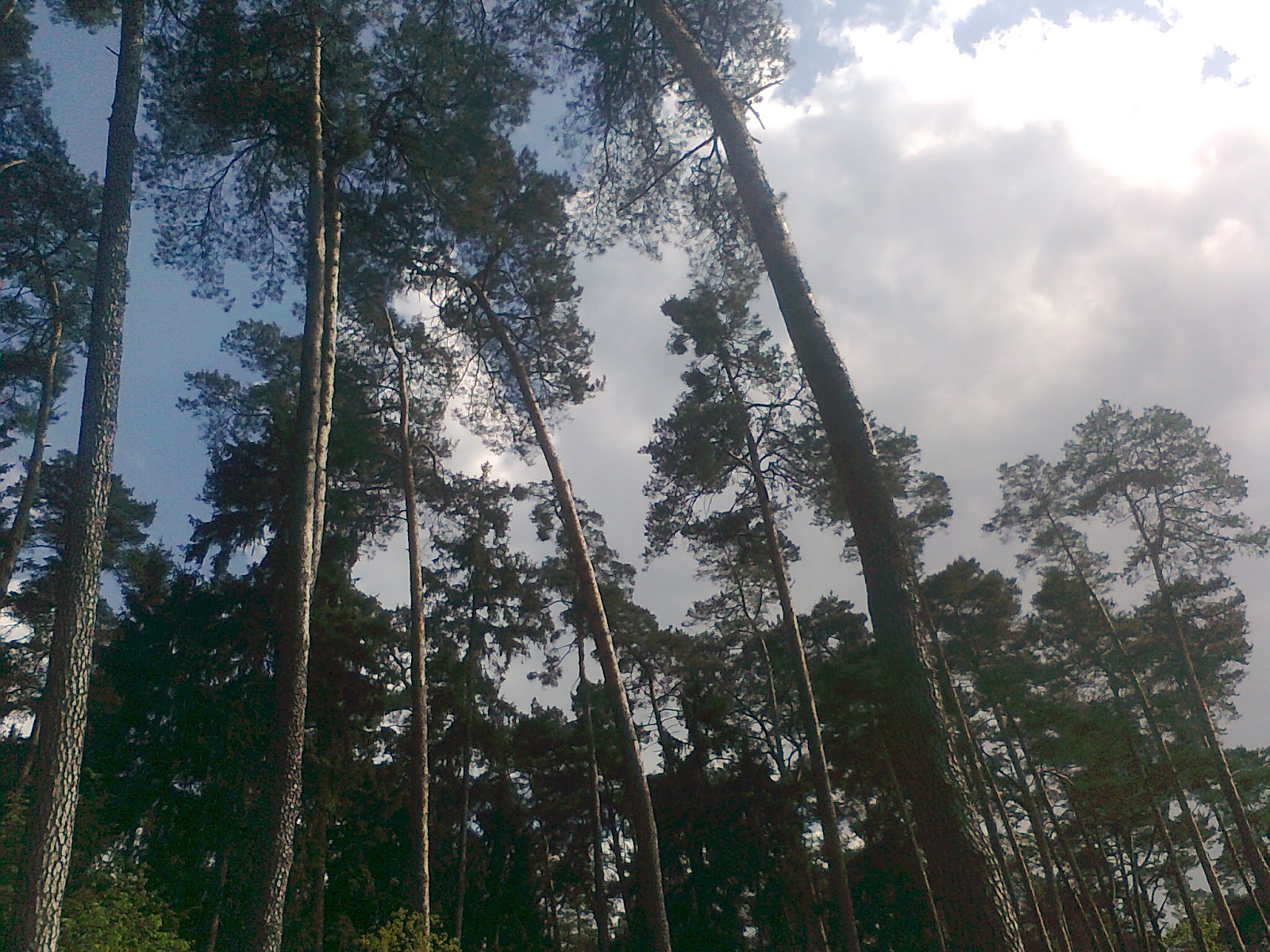 Puszcza BieniszewskaLas Kazimierski Moja Słowiańska Filozofia