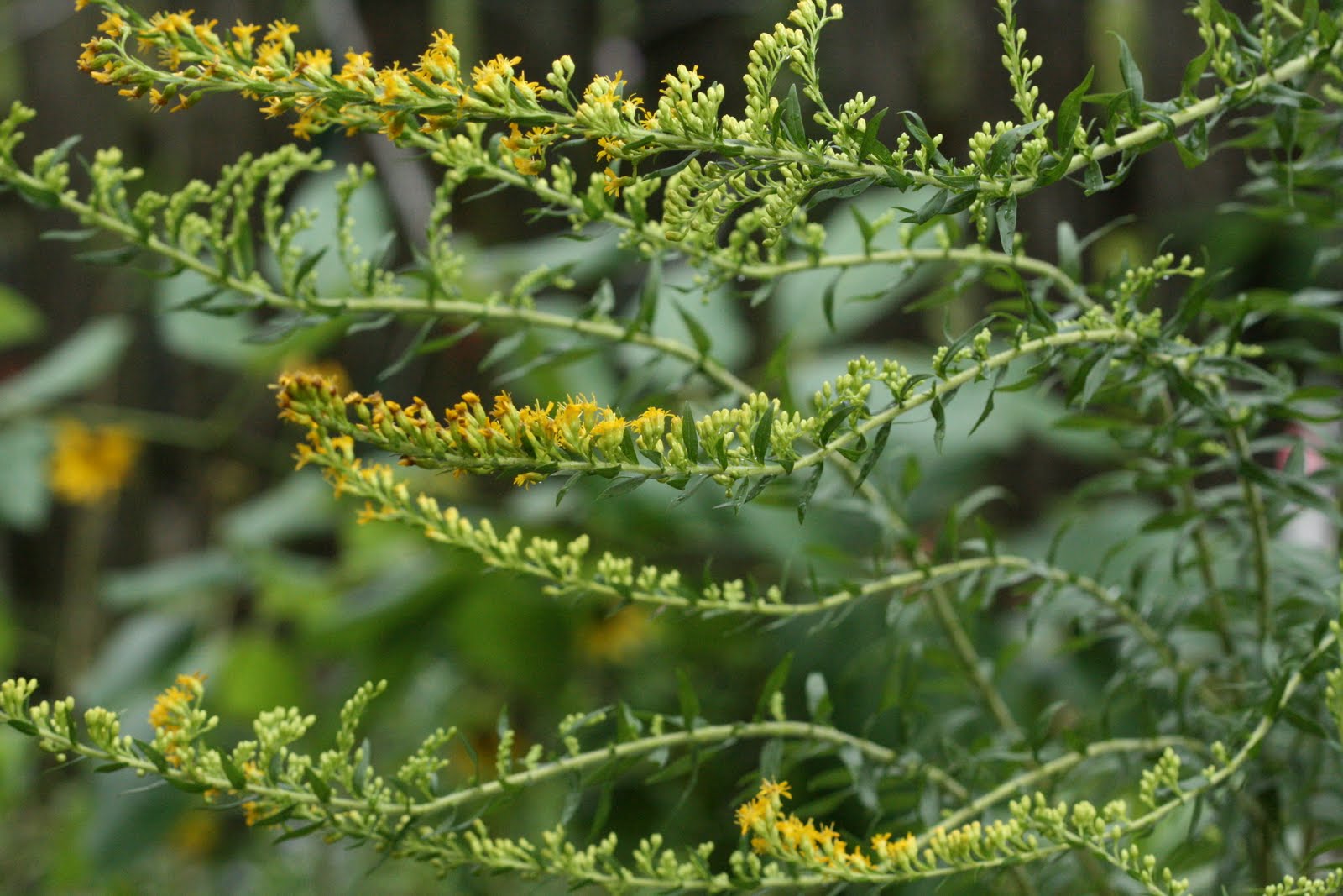 Native Florida Wildflowers Solidago tortifolia Twistedleaf goldenrod
