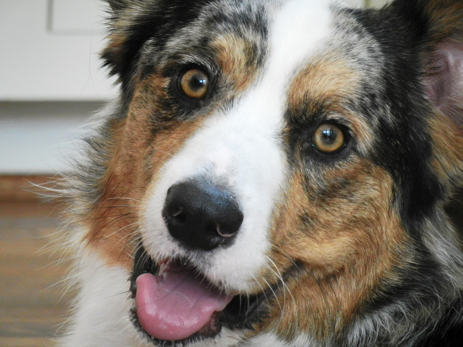 The Chronicles of Cardigan Brown Eyed Merle (the song)