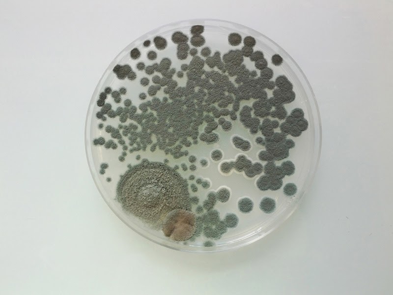 Magical Contamination de Antoine Bridier-Nahmias