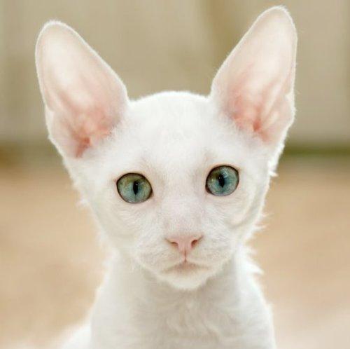 Cornish Rex Cat Temperament Personality and Grooming