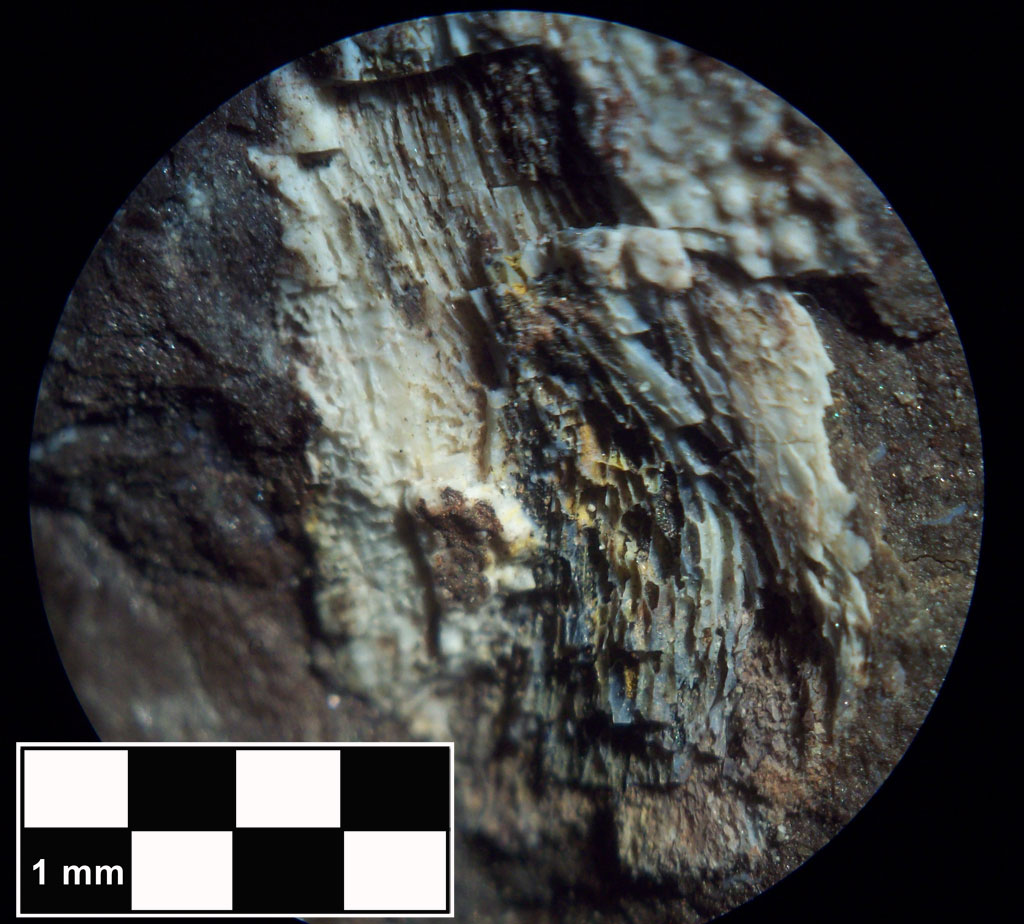 fossils in pennsylvania