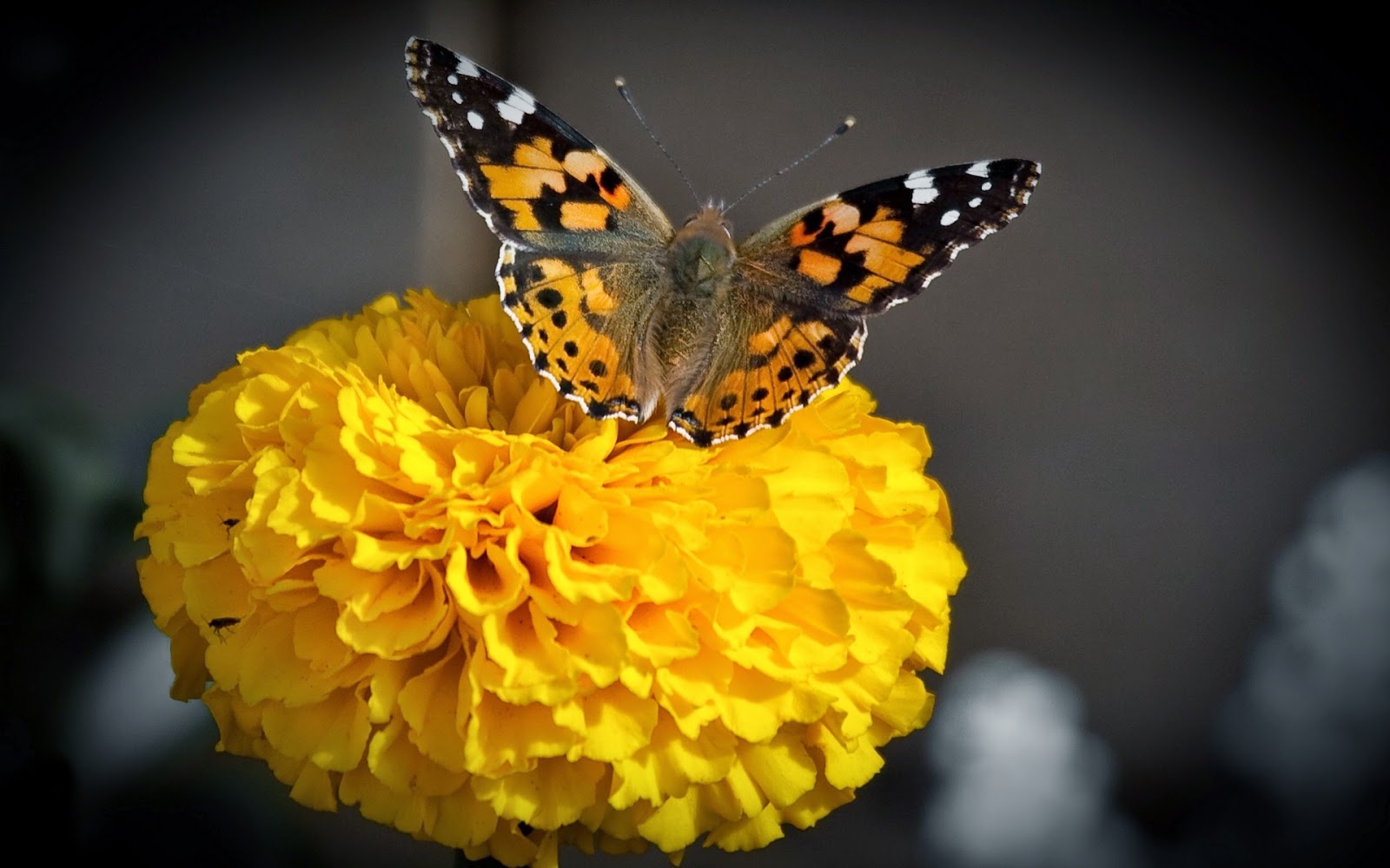 wonderful yellow flowers and butterflies