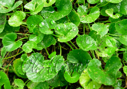 dari Tumbuhan Jenis Pegagan (Centella Asiatica) Untuk Mengobati Wasir