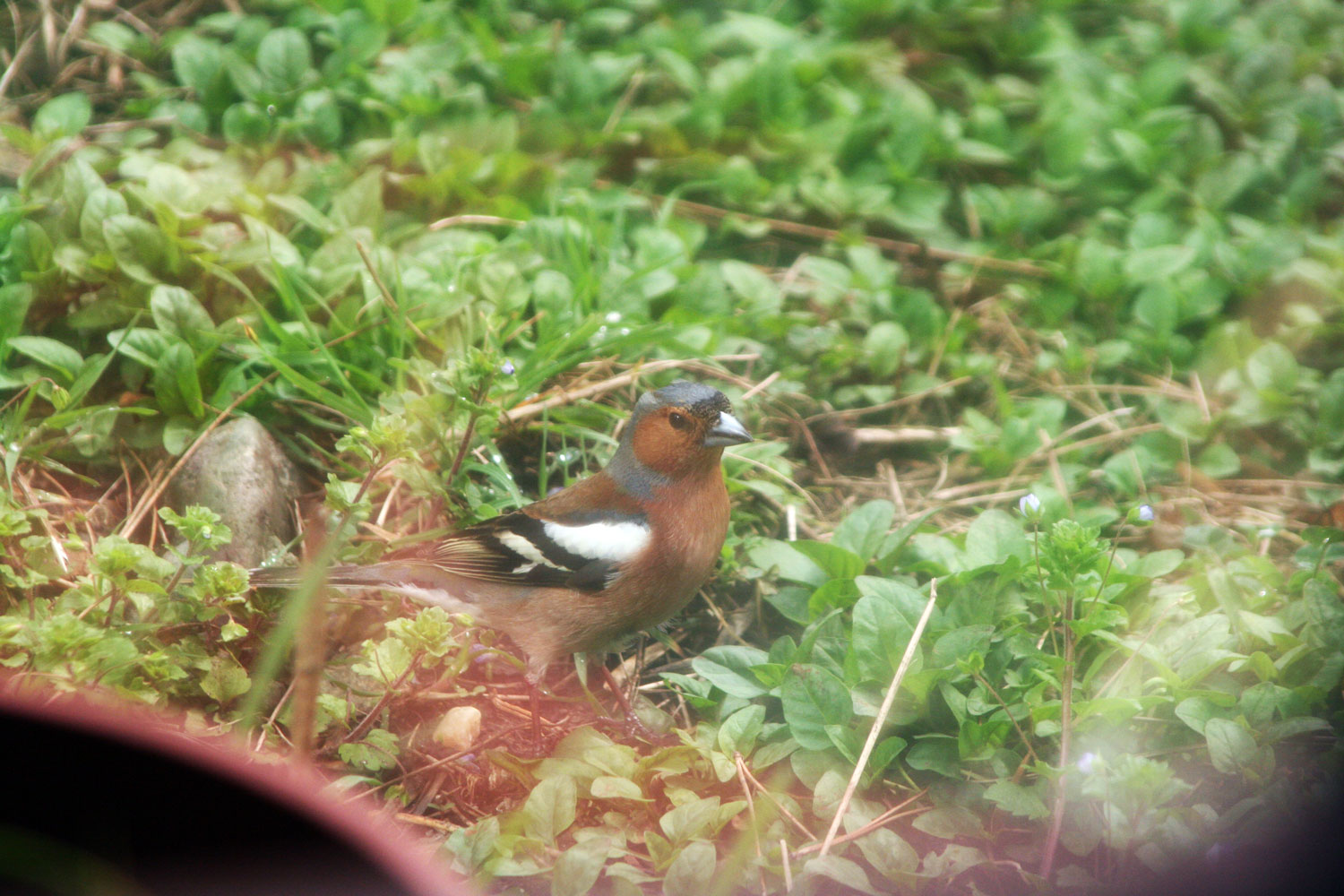 New bird New bird