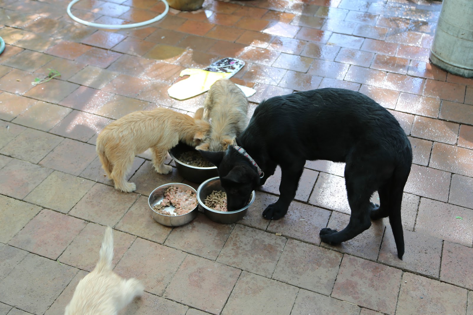 Taking Food Out Of A Dogs Mouth Taking Food Out Of A Dogs Mouth