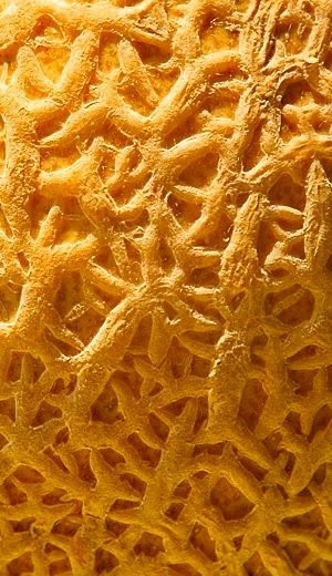 can my cantaloupe tasting hawai i with moloka i chef temple what s hiding in your cantaloupe rind can my cantaloupe tasting hawai i with moloka i chef temple what s hiding in your cantaloupe rind