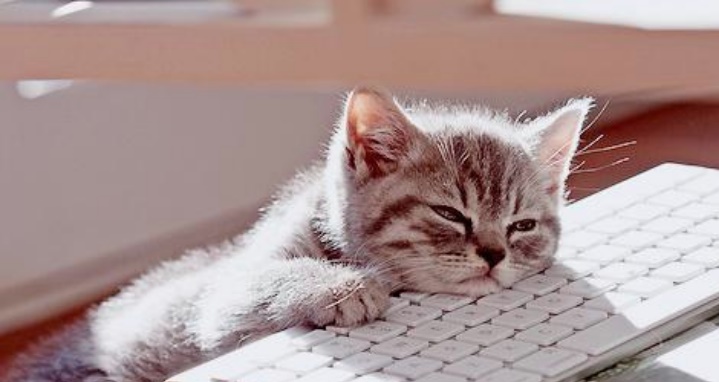 Can Buprenorphine Transdermal Lipoderm Cause My Cat To Be Restless Can Buprenorphine Transdermal Lipoderm Cause My Cat To Be Restless