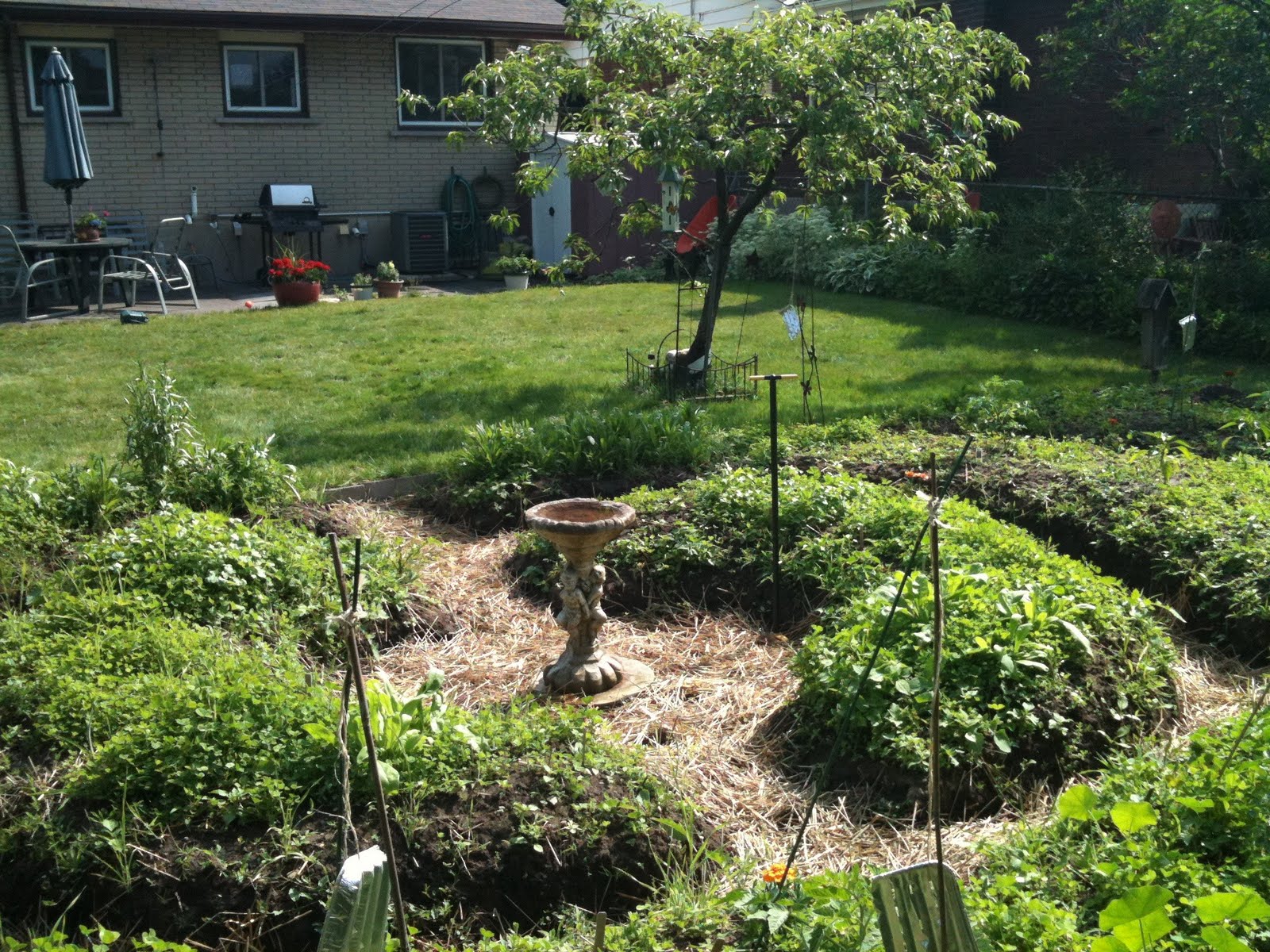 Growing Secrets: garden update & "Permaculture" what do you mean