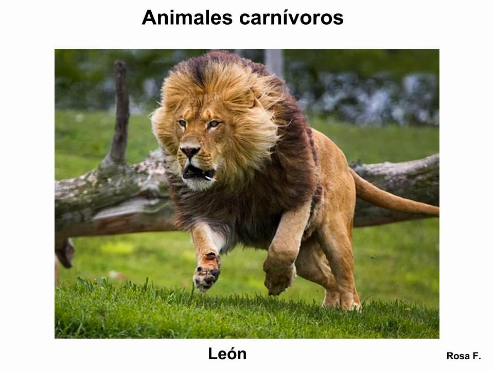 Los 10 animales más feroces del mundo Conócelos aquí - imagenes animales carnivoros