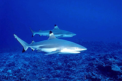 Saving Our Sharks (S.O.S): Blacktip Reef Sharks