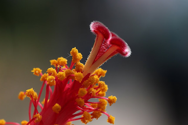 Blumenfotos - Blüten - Hibiskus
