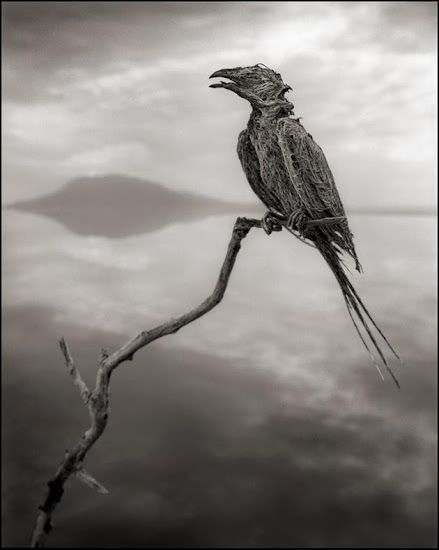 The terrifying Lake that turns animals into Stone