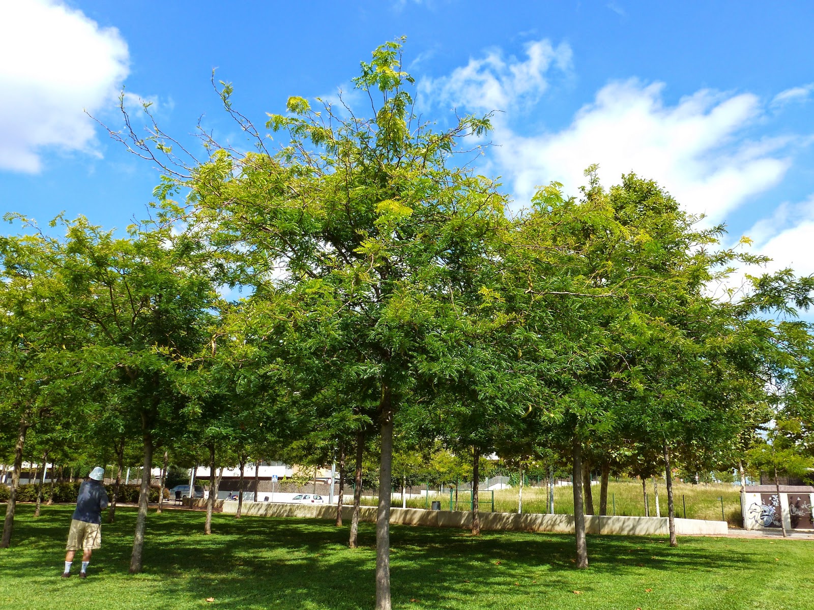 Árboles con alma Acacia de tres espinas. (Gleditsia triacanthos)