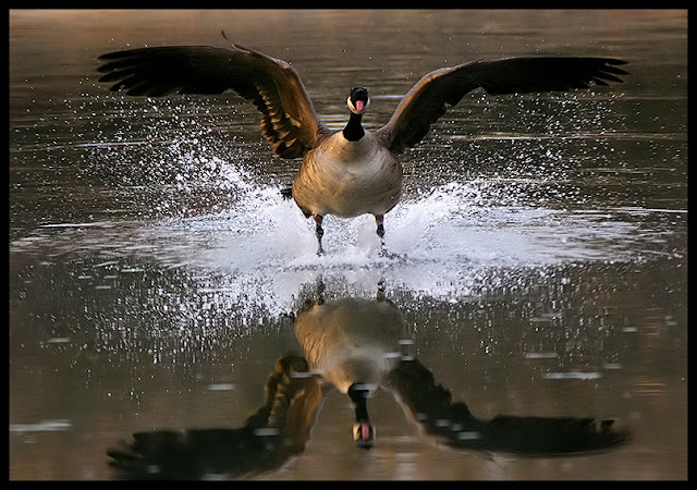صور أكثر من رائعة من عالم الحيوان!!!! Bird+landing