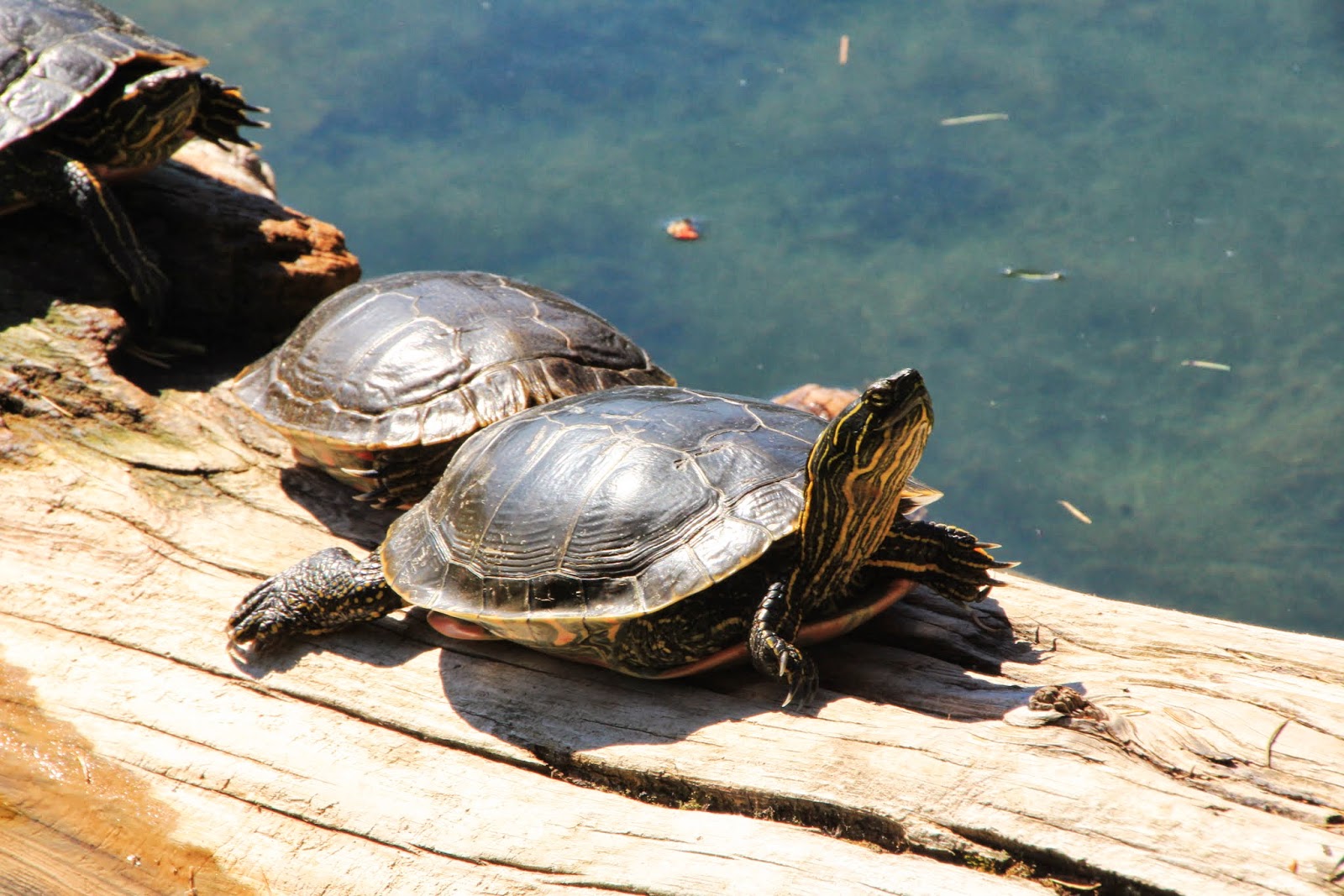 Family Adventures in the Canadian Rockies Our 5 Favourite Campgrounds