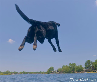 dog jumping off dock into water