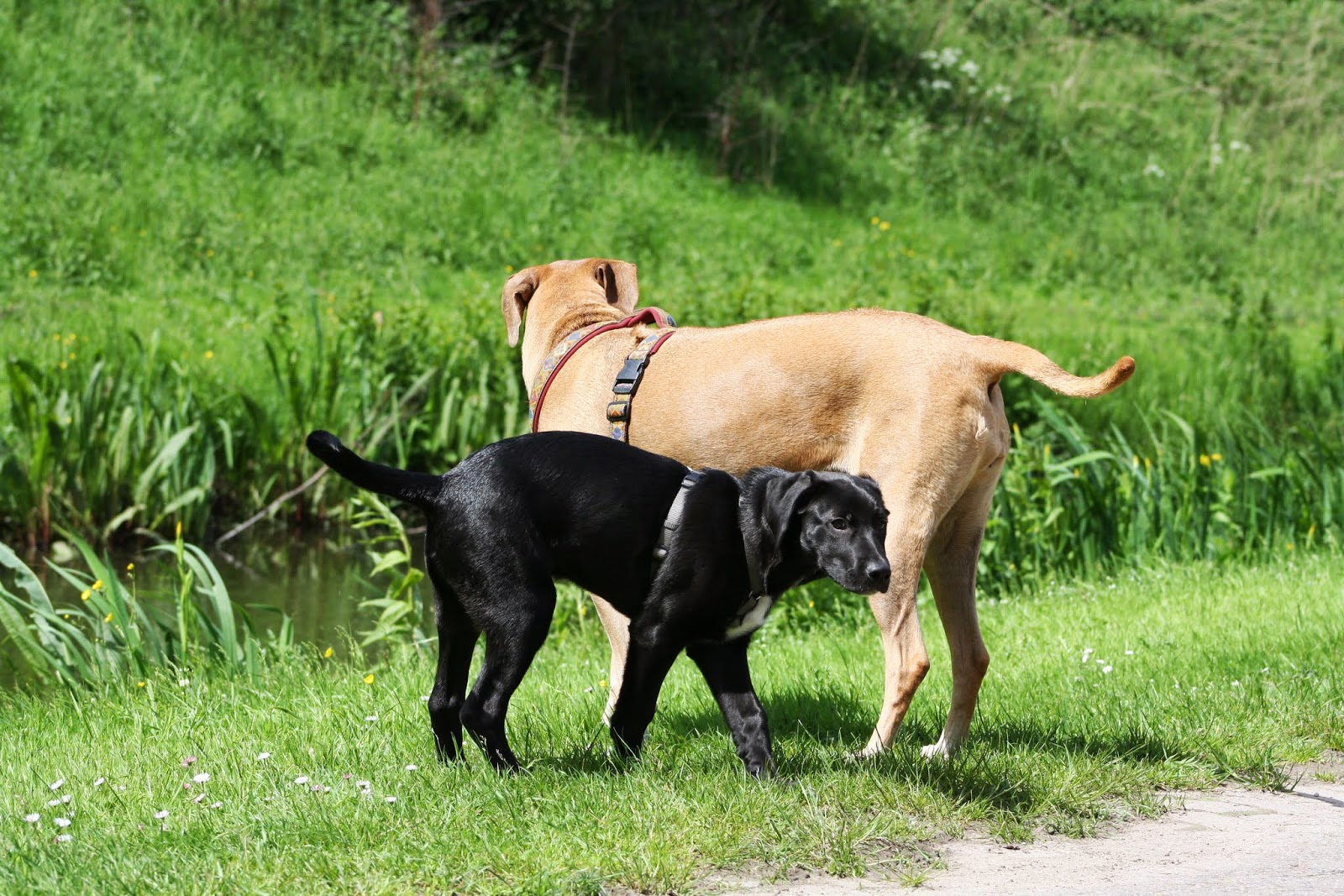 Grenzen setzen jetzt aber Hunde sind ja auch nicht zimperlich