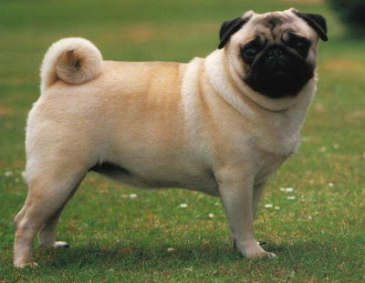 Pug Dog