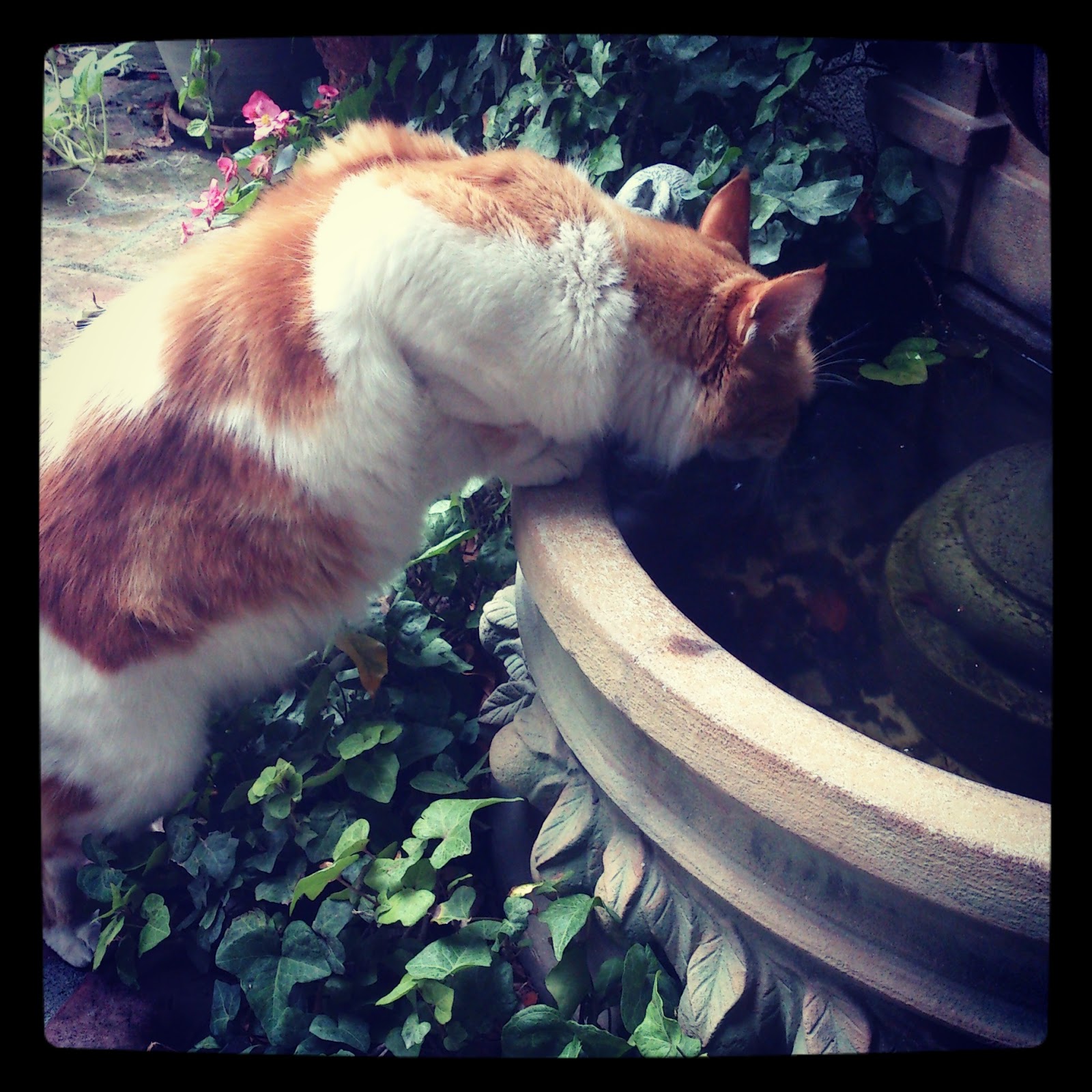 How To Keep Cat From Drinking Plant Watr How To Keep Cat From Drinking Plant Watr