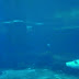 Concerning Belugas: Circuit Swimming- Affirmative-isch (9:40 AM Vancouver Time) 2nd time