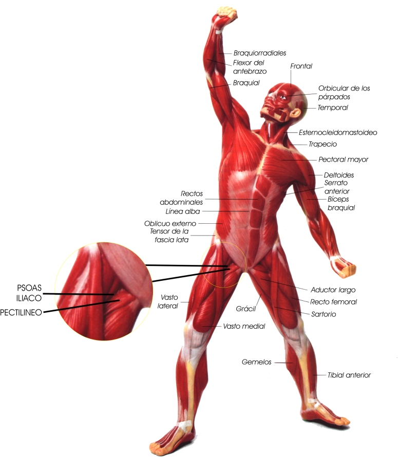 sistema musculoesqueletico