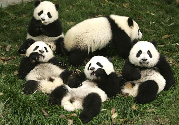 Los 10 animales mas caros del mundo Los 10 animales mas caros del mundo